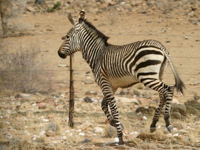 Mountain Zebra Namibia