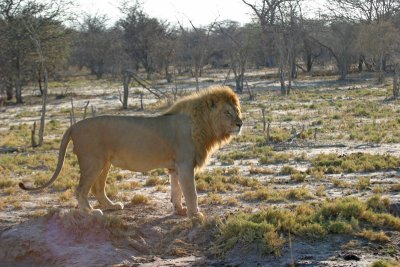 Lion Etosha NP Namibia
