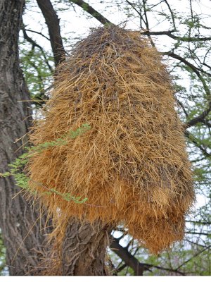 Sociable Weaver  nest Namibia