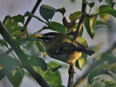 Firecrest