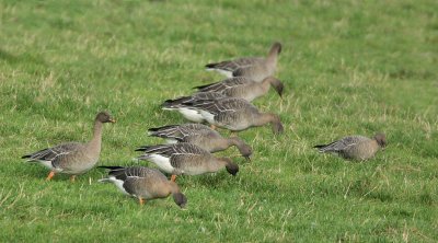 Taiga Bean Geese with a Pinkfoot