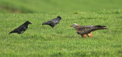 Red Kite having words with a Carrion Crow