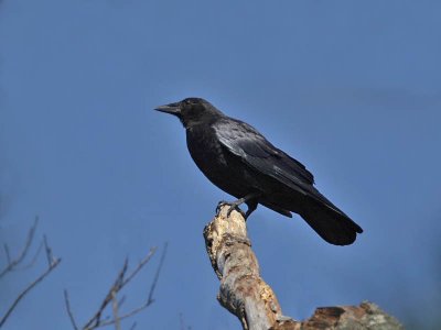 American Crow , Villas WMA