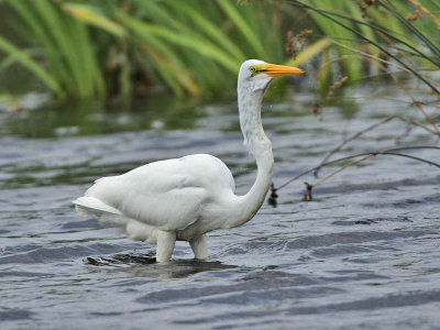Great White Egret, Cape May Point State Park