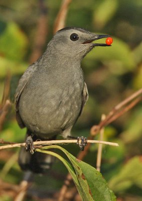 Grey Catbird, Cape May Point State Park