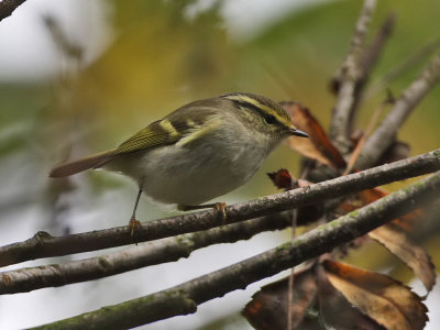 Pallas's Warbler
