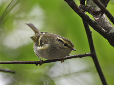 Pallas's Warbler