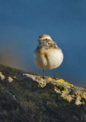 Pied Wheatear