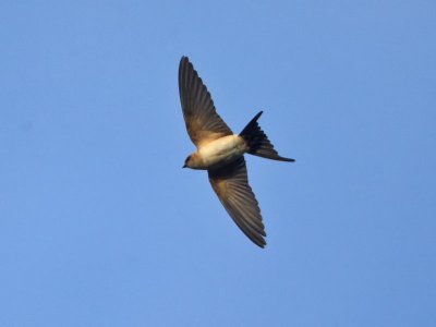 Red-rumped Swallow