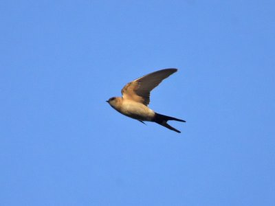 Red-rumped Swallow