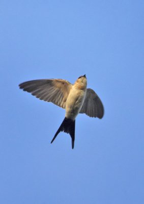 Red-rumped Swallow