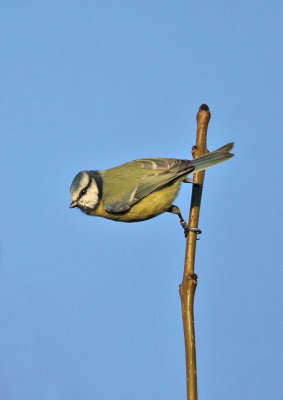 Blue Tit