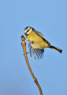 Blue Tit