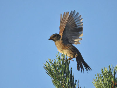 Dunnock