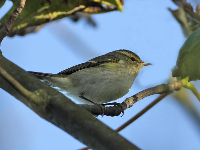 Yellow-browed Warbler