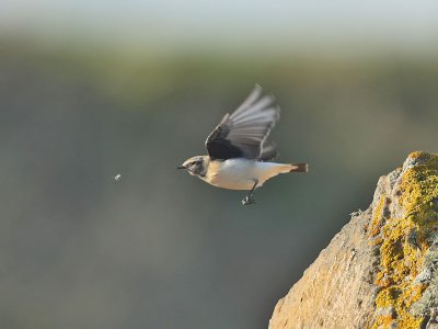 Pied Wheatear