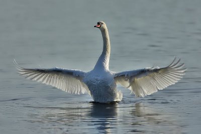 Mute Swan