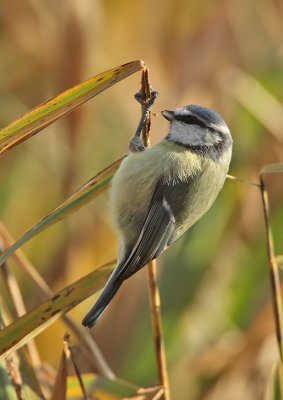 Blue Tit