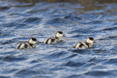 Shelduck ducklings