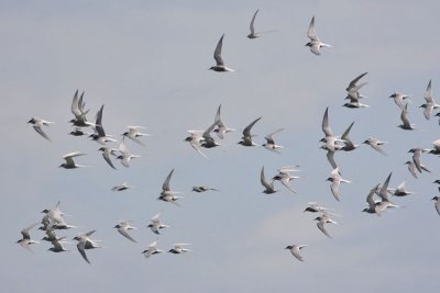 Arctic Terns Montrose