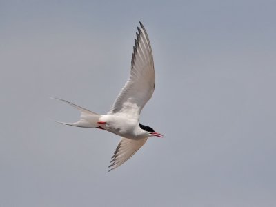 Arctic Tern Montrose