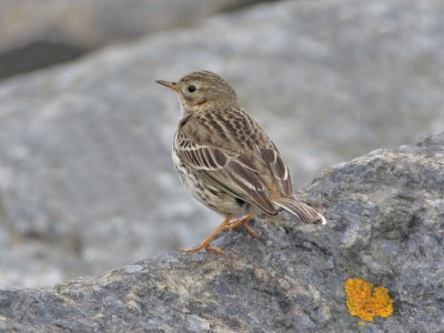 Meadow Pipit