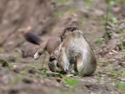 Stoat