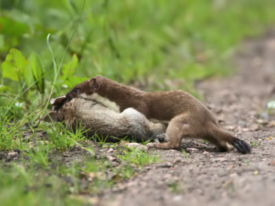 Stoat