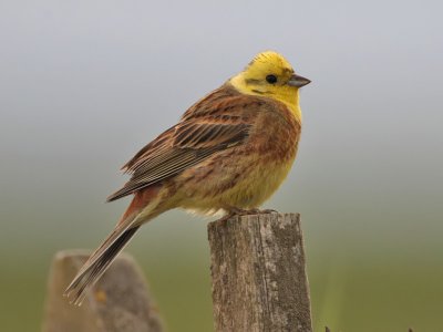 Yellowhammer male