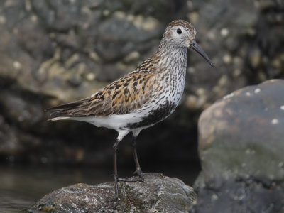 Dunlin