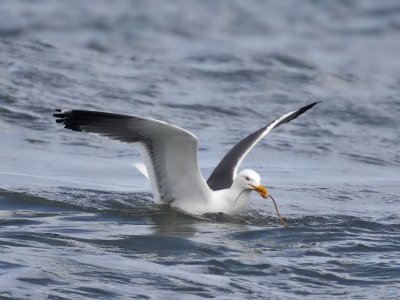 Lesser Black-backed Gull