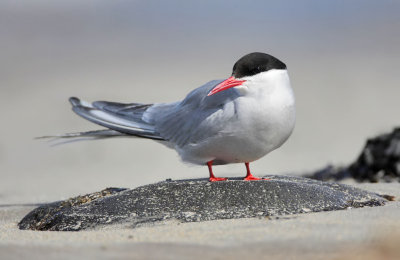 Arctic Tern