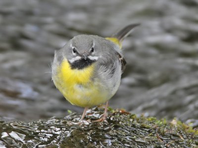 Grey Wagtail (male)