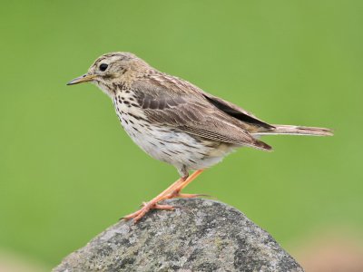Meadow Pipit