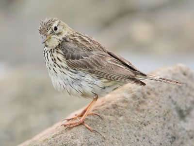 Meadow Pipit
