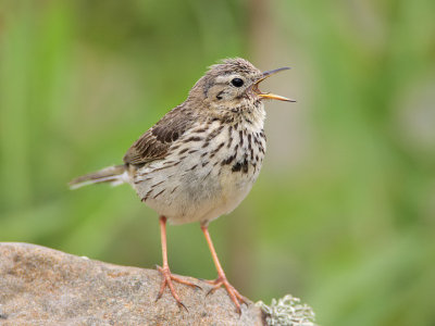 Meadow Pipit