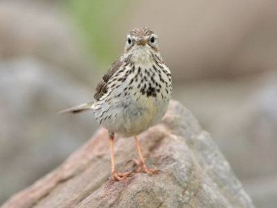 Meadow Pipit