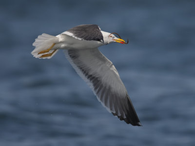 Lesser Black-backed Gull