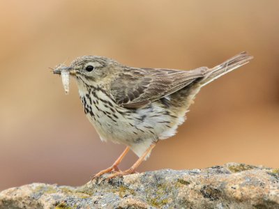 Meadow Pipit