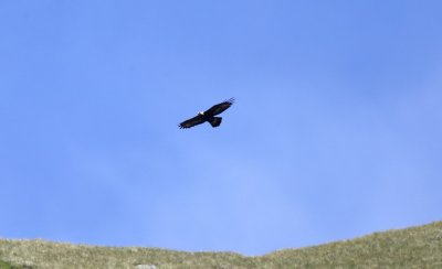 Golden Eagle adult female