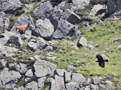 Golden Eagle being watched by a Red Deer hind