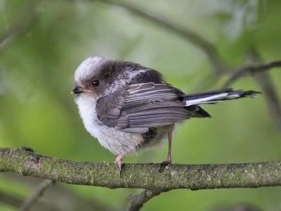 Long-tailed Tit (juvenile)