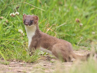 Stoat