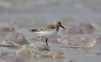 Sanderling among Jellyfish