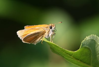 Zwarsprietdikkopje - Essex skipper -Thymelicus lineola
