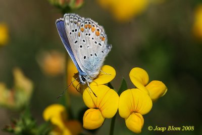 blauwtje2651a.jpg