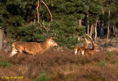 Edelhert / Red deer / Cervus elaphus