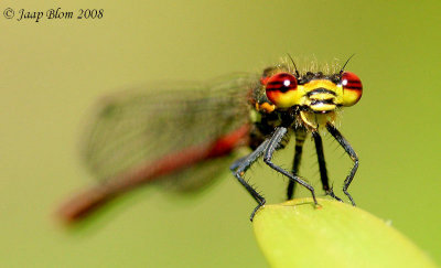 Vuurjuffer / Large Red Damselfly