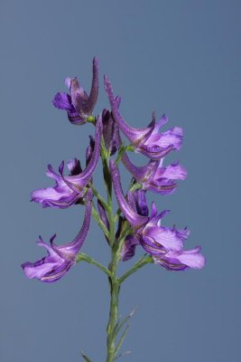 Winged larkspur Delphinium halteratum ostronik_MG_2005-1.jpg