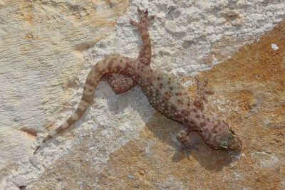 Turkish gecko Hemidactylus turcicus tur¹ki gekon_MG_1986-1.jpg